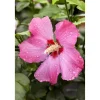 Hibiskus rot 19 cm Topf