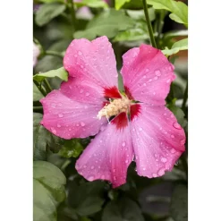 Hibiskus rot 19 cm Topf