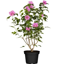 Hibiskus rot 19 cm Topf