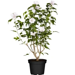 Hibiskus weiß 19 cm Topf