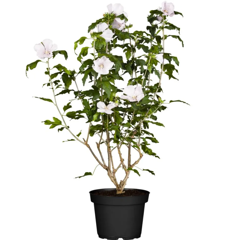 Hibiskus weiß 19 cm Topf