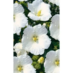 Hibiskus weiß 19 cm Topf
