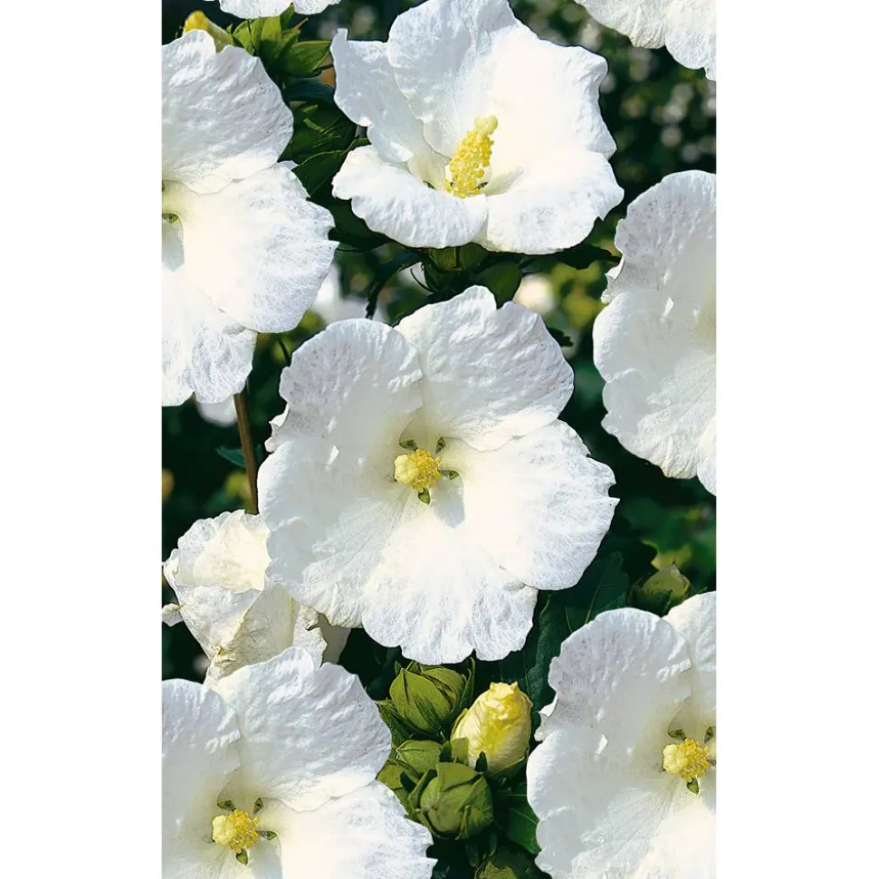 Hibiskus weiß 19 cm Topf