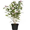 Hibiskus weiß-rot 19 cm Topf