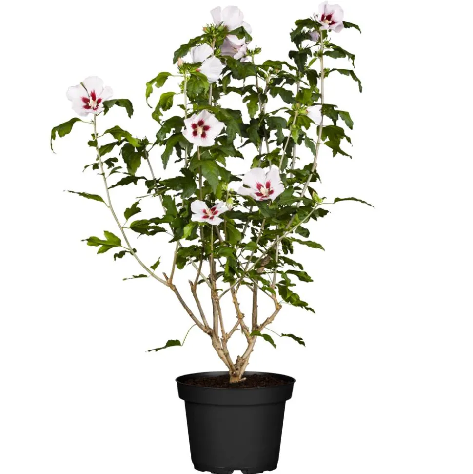 Hibiskus weiß-rot 19 cm Topf