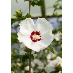 Hibiskus weiß-rot 19 cm Topf