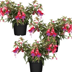 Hängende Fuchsie rot-violett 12 cm Topf, 3er-Set