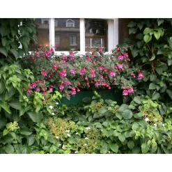 Hängende Fuchsie rot-weiß 12 cm Topf, 3er-Set