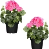 Hängende Geranie rosa, 12 cm Topf, 2er-Set