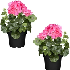 Hängende Geranie rosa, 12 cm Topf, 2er-Set