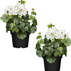 Hängende Geranie weiß, 12 cm Topf, 2er-Set