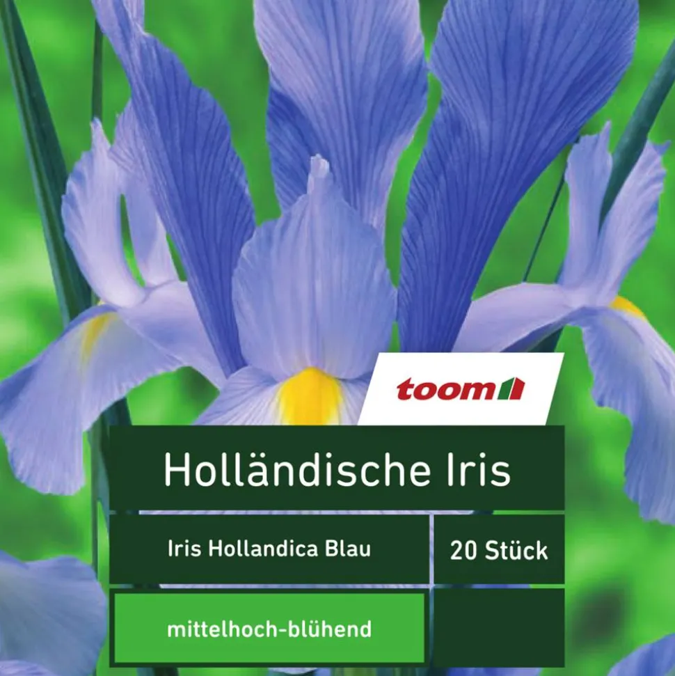 Holländische Iris 'Iris Hollandica', 20 Stück, blau