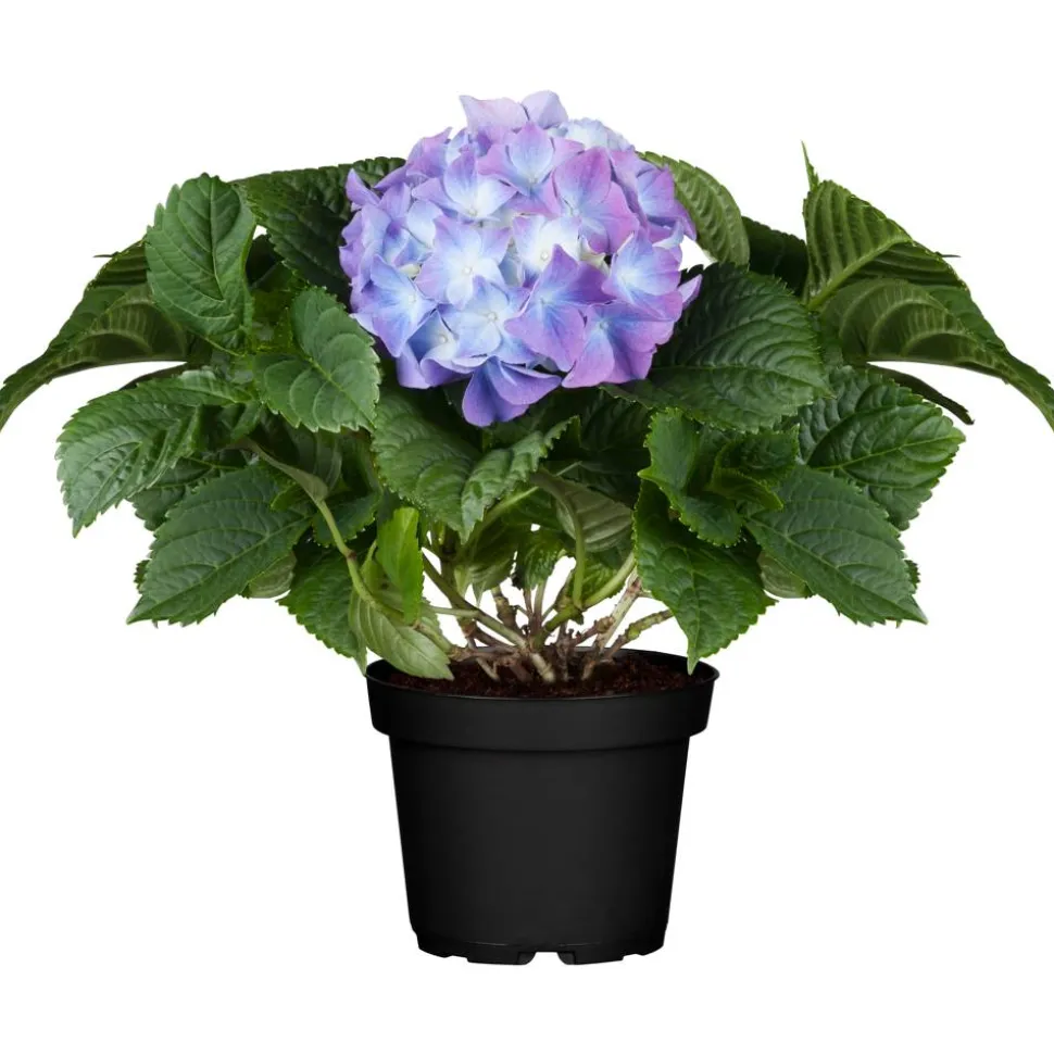 Hortensie blau 10,5 cm Topf
