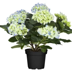 Hortensie blau 10,5 cm Topf