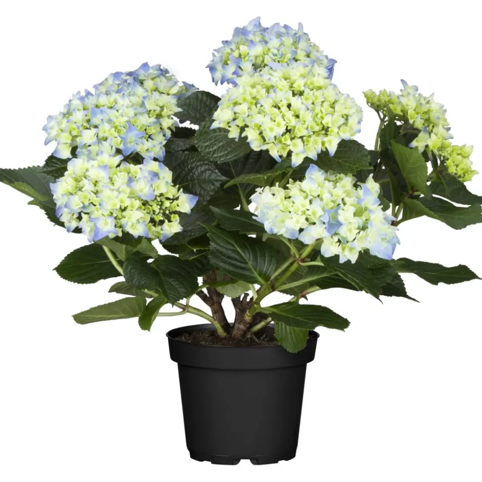 Hortensie blau 10,5 cm Topf