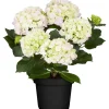 Hortensie rosa, 10,5 cm Topf