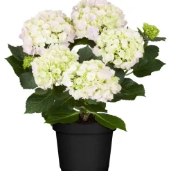 Hortensie rosa, 10,5 cm Topf