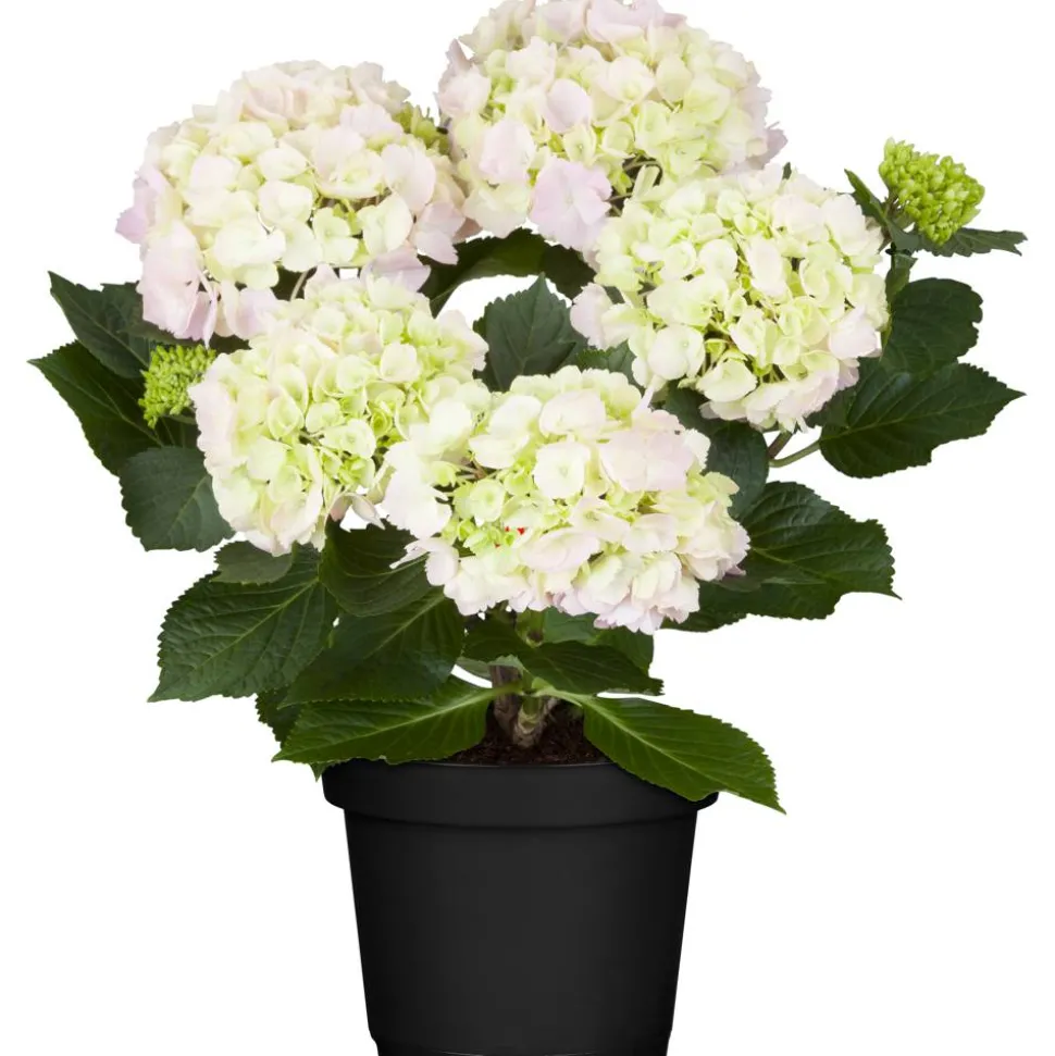 Hortensie rosa, 10,5 cm Topf