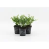 Ilex - Japanische Stechpalme