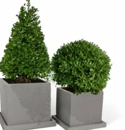 Ilex-Formgehölze, Kugel