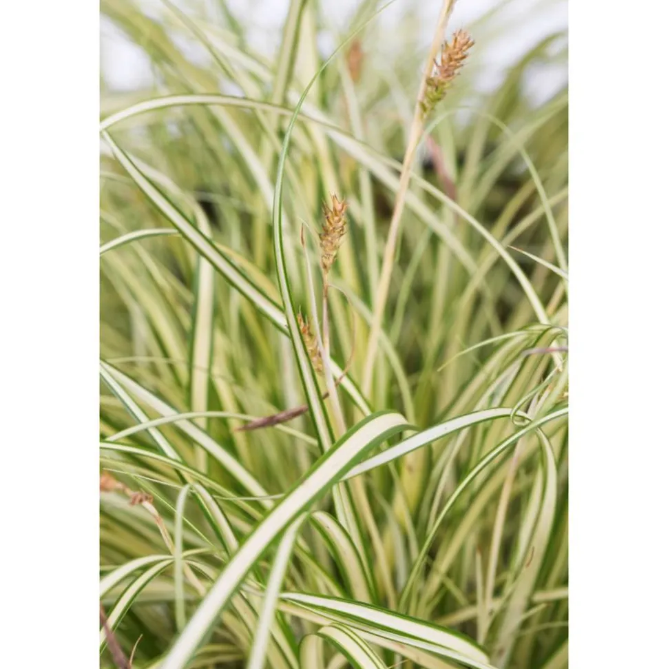 Japan Gold-Segge 'Evergold' 14 cm Topf