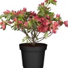 Japanische Azalee 'Frodline' rot 17 cm Topf