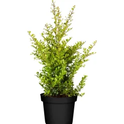 Japanische Stechpalme 'Caroline Upright' 40 cm, 17 cm Topf