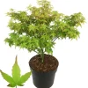 Japanischer Fächerahorn 'Little Princes' 19 cm Topf