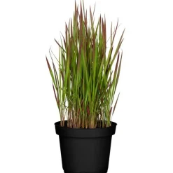 Japanisches Blutgras 'Red Baron' 14 cm Topf