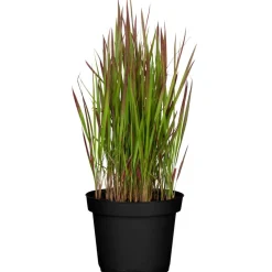 Japanisches Blutgras 'Red Baron' 14 cm Topf