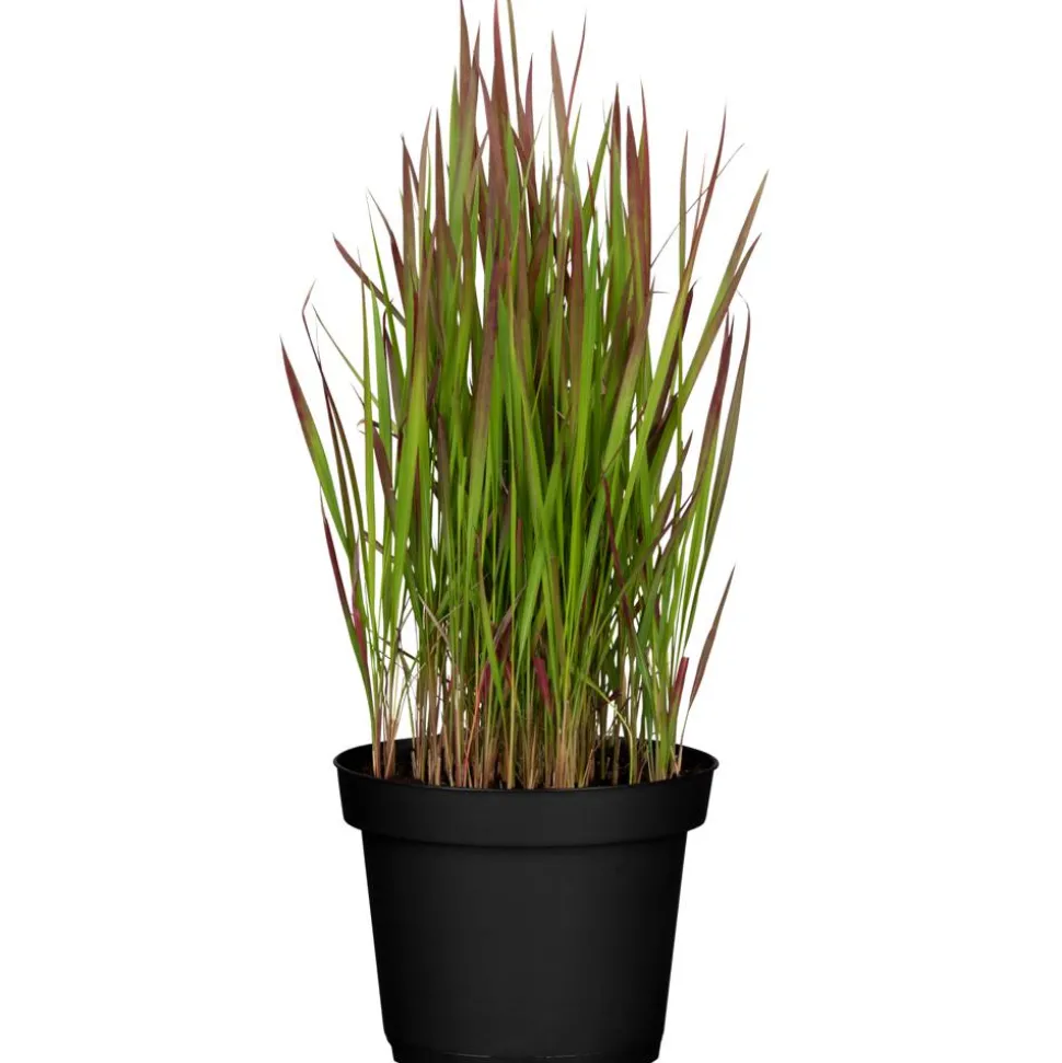 Japanisches Blutgras 'Red Baron' 14 cm Topf