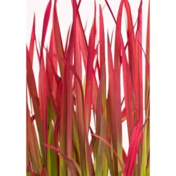 Japanisches Blutgras 'Red Baron' 14 cm Topf