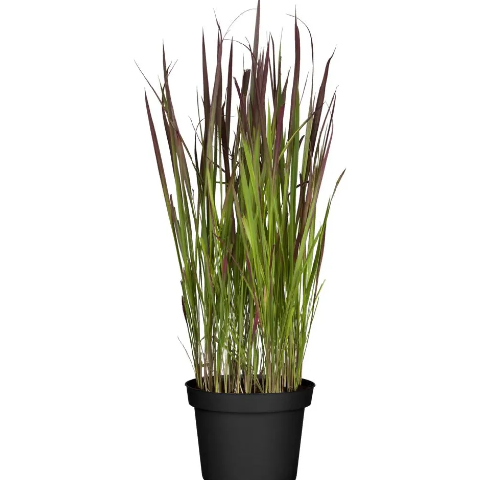 Japanisches Blutgras 'Red Baron' 19 cm Topf