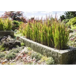 Japanisches Blutgras 'Red Baron' 19 cm Topf