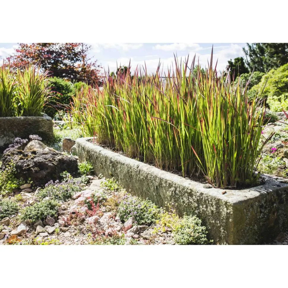 Japanisches Blutgras 'Red Baron' 19 cm Topf