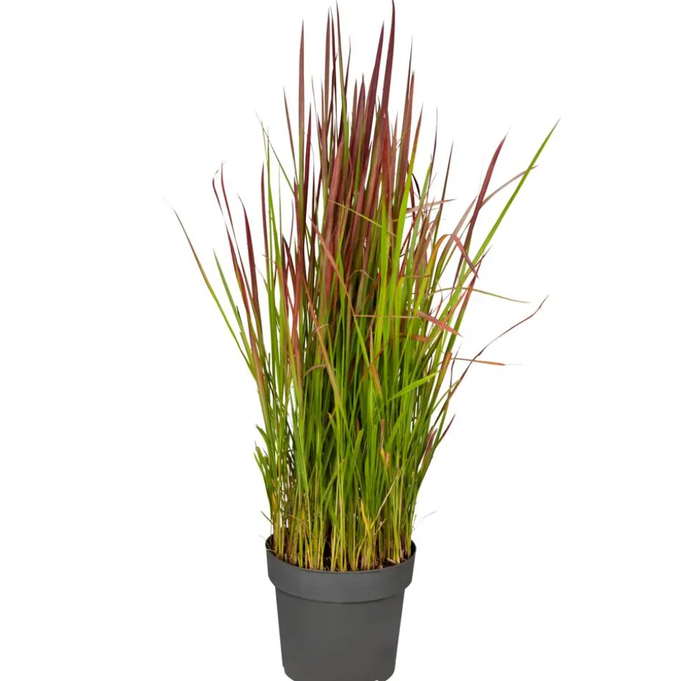 Japanisches Blutgras 'Red Baron' 19 cm Topf