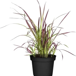 Japanisches Blutgras 'Red Baron', 23 cm Topf