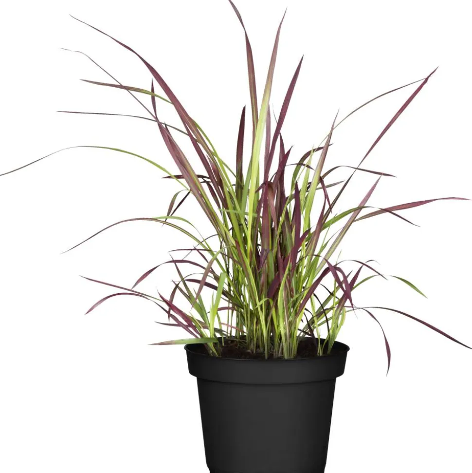 Japanisches Blutgras 'Red Baron', 23 cm Topf