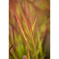 Japanisches Blutgras 'Red Baron', 23 cm Topf