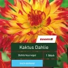 Kaktus-Dahlie 'Dahlia Vuurvogel', 1 Stück, gelb-rot