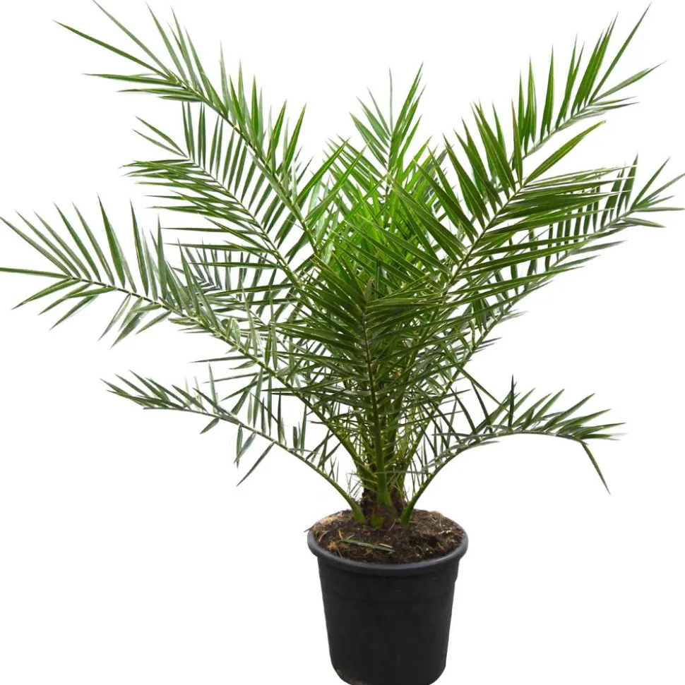 Kanarische Dattelpalme 180-200 cm, 30 cm Topf