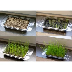 Katzengras Vital Bio