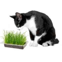 Katzengras Vital Bio
