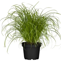 Katzengras 'Zumula'