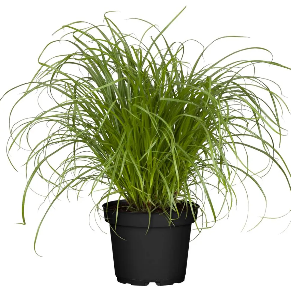 Katzengras 'Zumula'