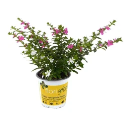 Köcherblümchen 'FloriGlory' Twin verschiedene Farben 11 cm Topf