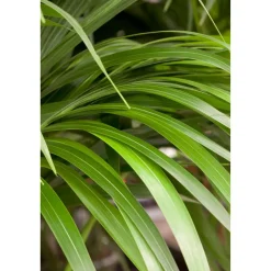Kentiapalme 150 cm, 27 cm Topf