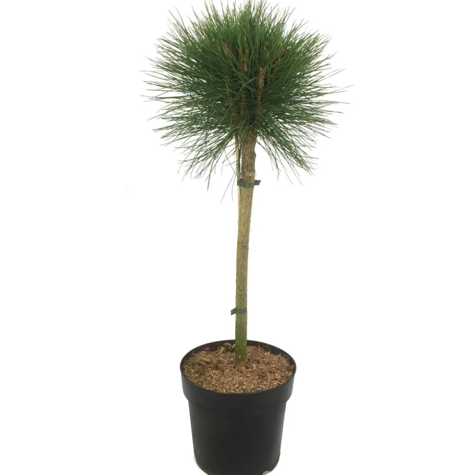 Kiefer 'Summer Breeze®' 25 cm Topf