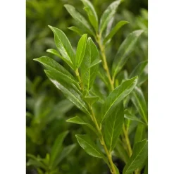 Kirschlorbeer 'Caucasica' 80-100 cm 25 Stück