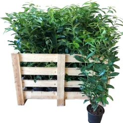 Kirschlorbeer 'Caucasica' 80-100 cm 25 Stück